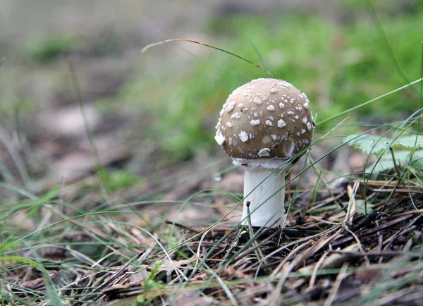 Poisonous mushroom — Stock Photo, Image