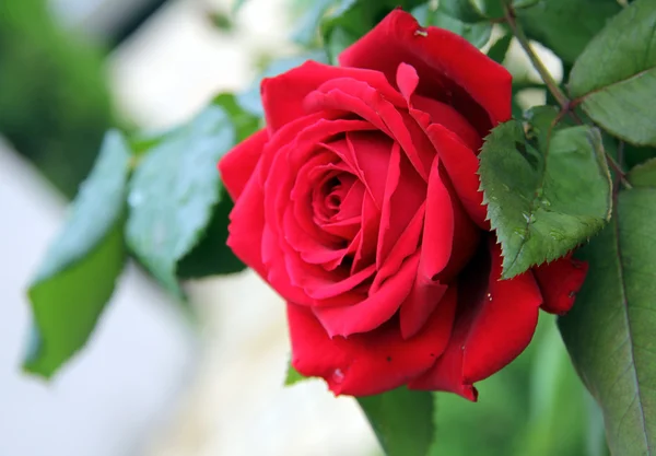 Rosa roja delicada — Foto de Stock