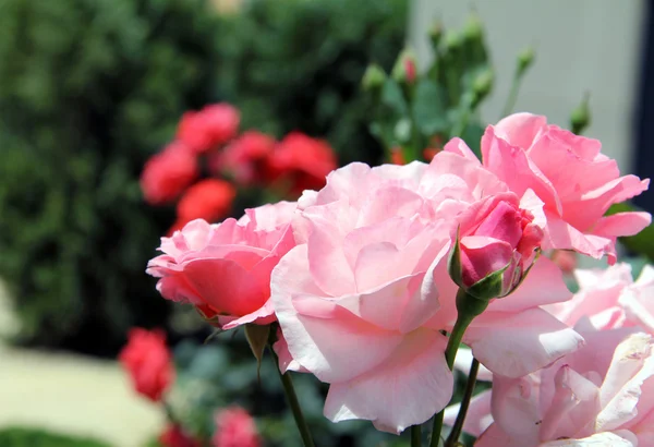 섬세 한 핑크 꽃 봉 오리 — 스톡 사진