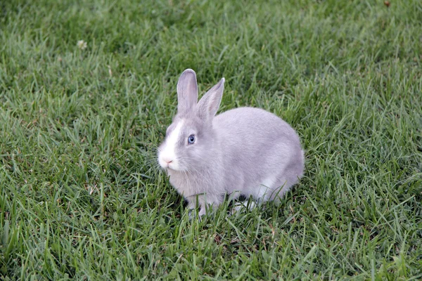Кролик з блакитними очима — стокове фото