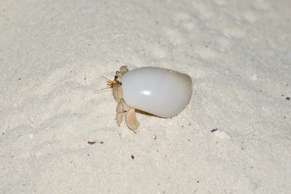 stock image Maldivian Pagurian