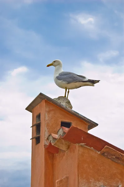 stock image Seagull