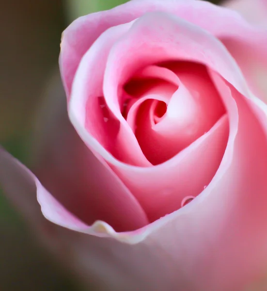 Rosafarbener Wirbel — Stockfoto