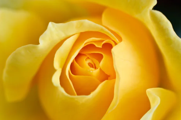 Eine Nahaufnahme von gelber Rose — Stockfoto