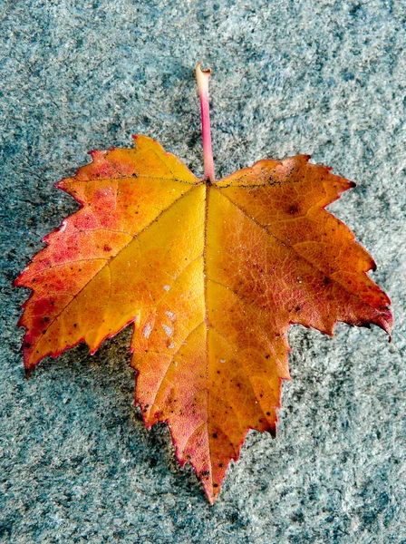 A single red maple leaf — Stock Photo, Image