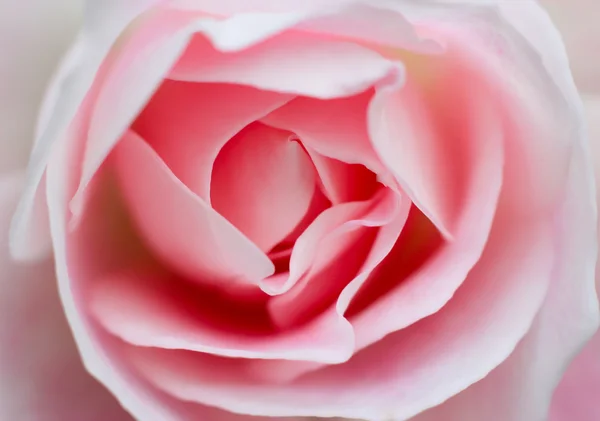 Rosa Perfektion — Stockfoto