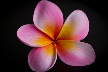 pembe frangipani