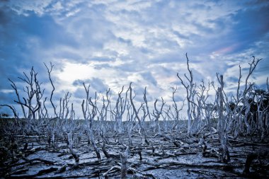 Dead Trees under a stormy sky clipart