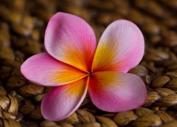 Roze frangipani — Stockfoto