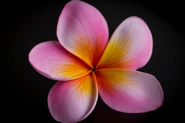 stock image Pink Frangipani