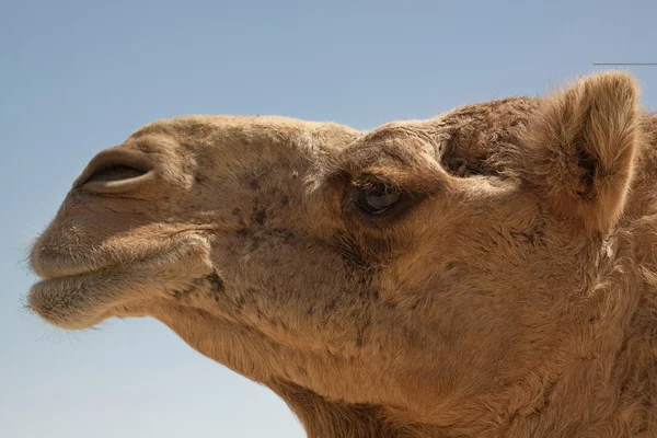 stock image Camel