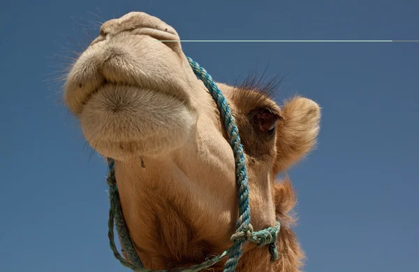 Camello. — Foto de Stock