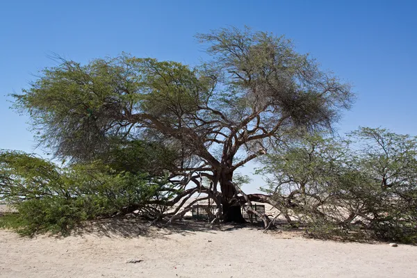 生命之树的巴林 — 图库照片