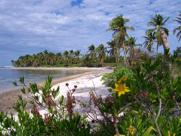 stock image Caribbean beach