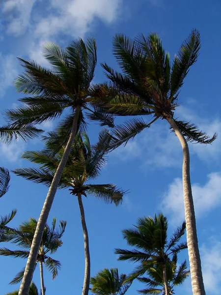 Karibská palmy — Stock fotografie