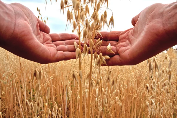 Фермер держит зерно — стоковое фото