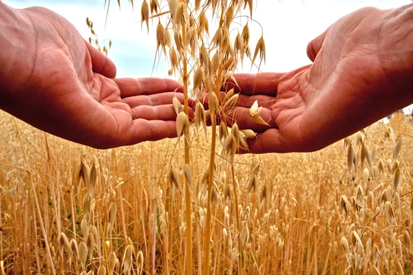 Farmer holding grain — Stock Photo, Image