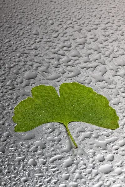 stock image Green ginkgo leaf