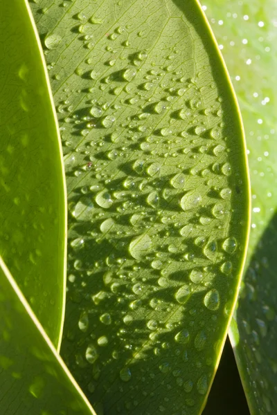 stock image Green leaf - Dewdrops