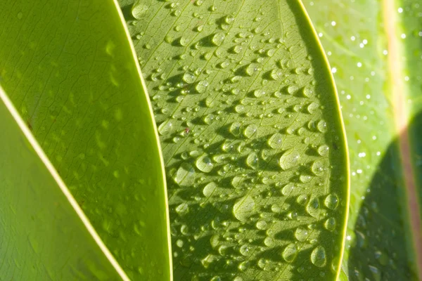 Grünes Blatt - Tautropfen — Stockfoto