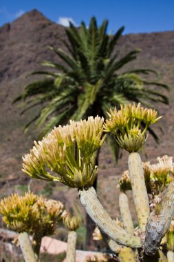 Tenerife