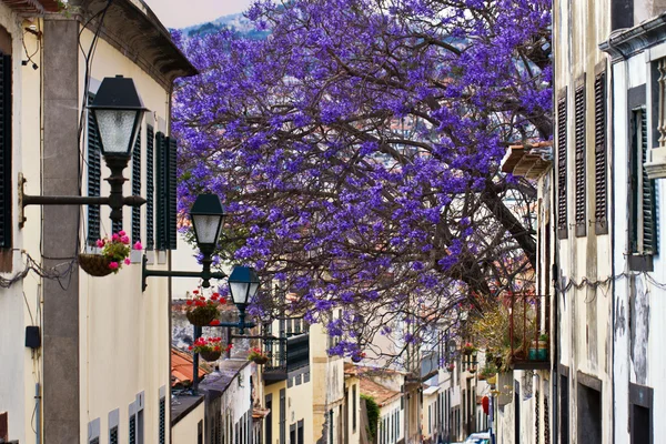 Madera Funchal — Zdjęcie stockowe
