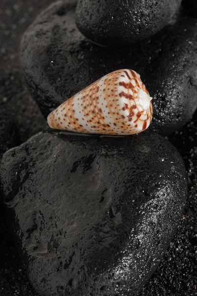 Sea snail housing — Stock Photo, Image