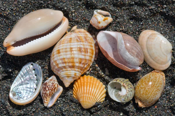Mar y conchas — Foto de Stock