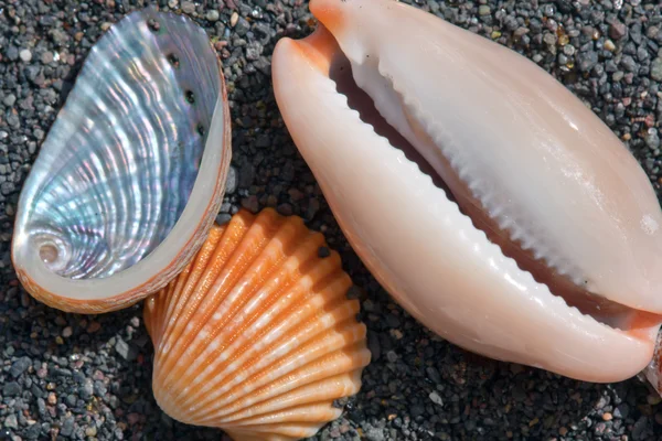 Sea and shells — Stock Photo, Image