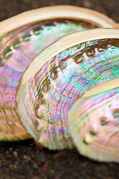 Abalone shell — Stock Photo, Image