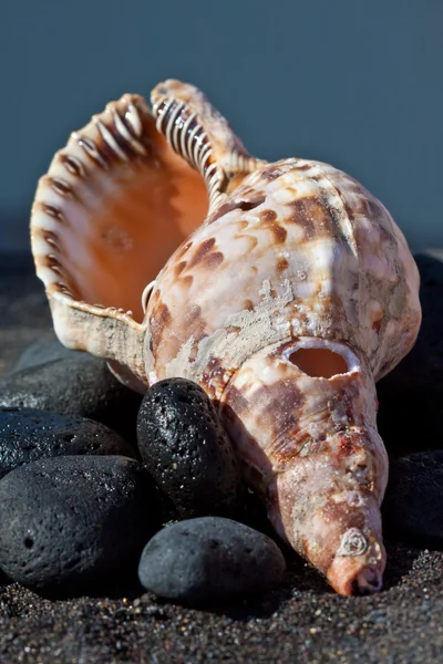 Sea and shells — Stock Photo, Image
