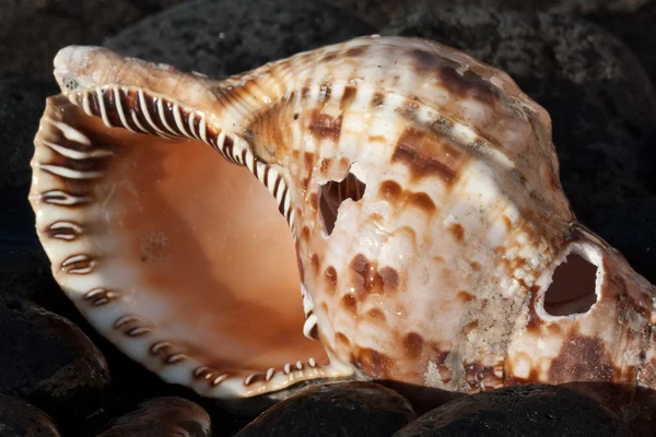 Sea urchin shell — Stock Photo, Image