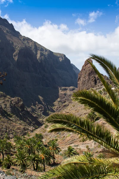 stock image Tenerife