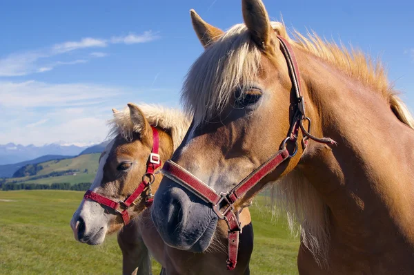 stock image Horses