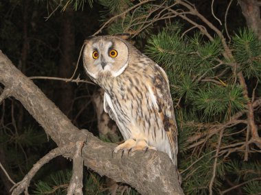 Long-eared owl clipart