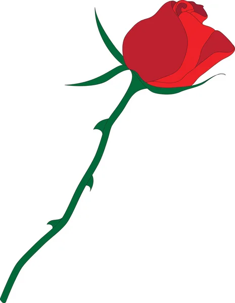 Échantillonnez des roses. Délicat bourgeon rouge sur une fine tige . — Image vectorielle