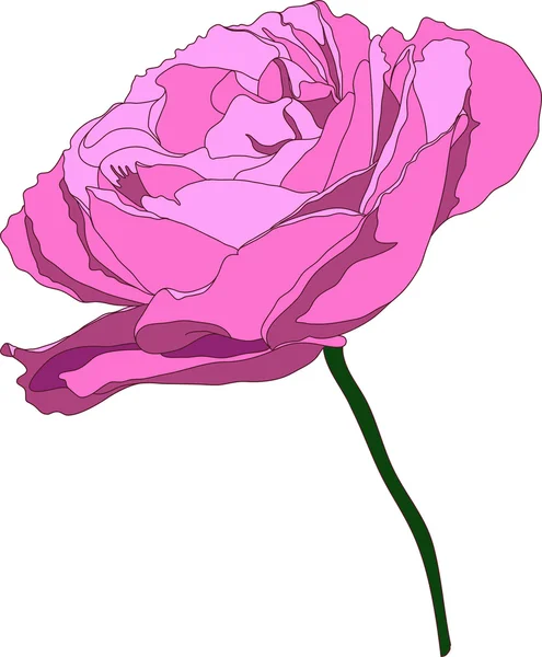 Ukázka růže. jemné fialové bud na tenkou stopkou. — Stockový vektor