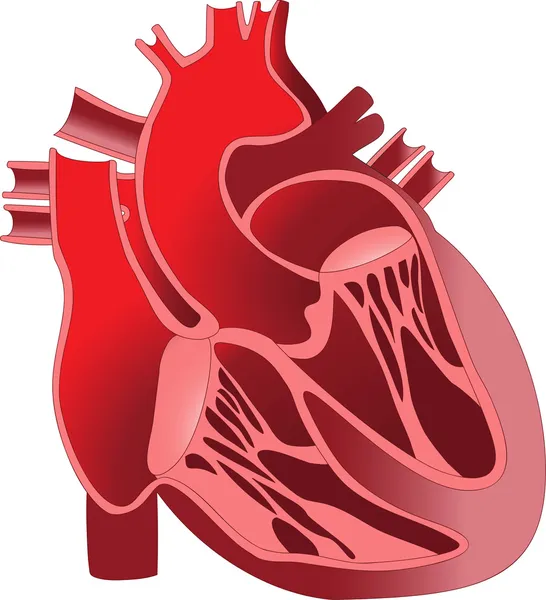 The device is the human heart. Section — Stock Vector