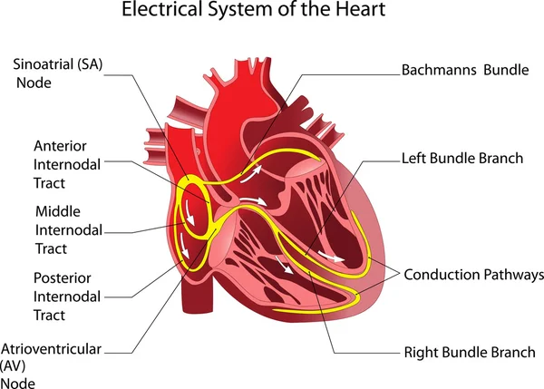 El dispositivo es el corazón humano. Cartel — Vector de stock