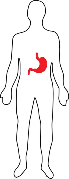Schematické znázornění člověka žaludeční — Stockový vektor