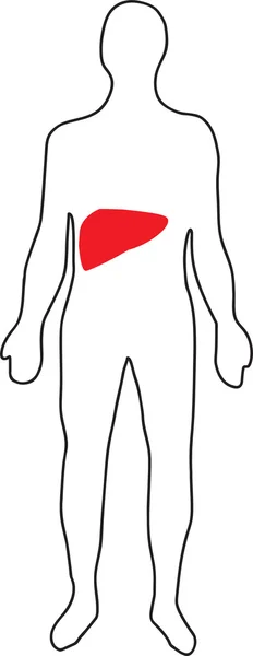 Schematické znázornění jater v lidském těle — Stockový vektor