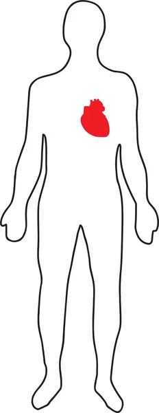 Σχηματική απεικόνιση της καρδιάς μέσα στο ανθρώπινο σώμα — Διανυσματικό Αρχείο