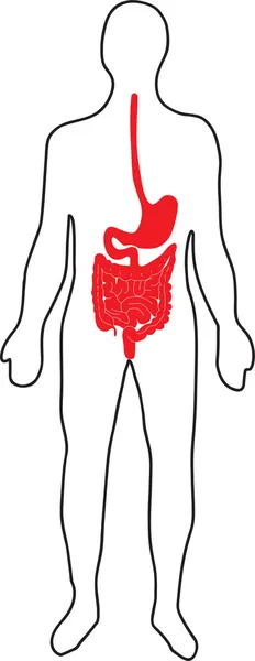 Représentation schématique du système digestif humain — Image vectorielle