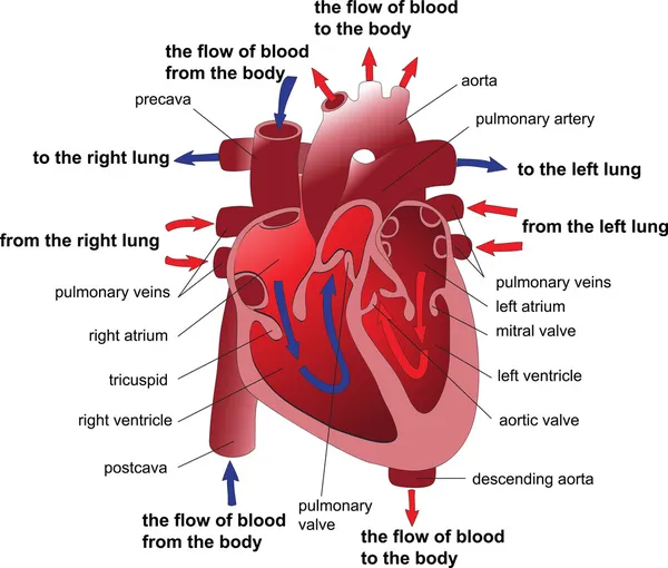 Secção transversal do coração humano. Cartaz Vetores De Stock Royalty-Free
