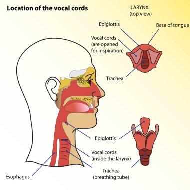 Medical poster. Location of the vocal cords of man. clipart