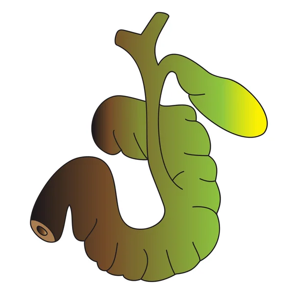 Bild menschlicher Organe - Zwölffingerdarm und Gallenblase — Stockvektor