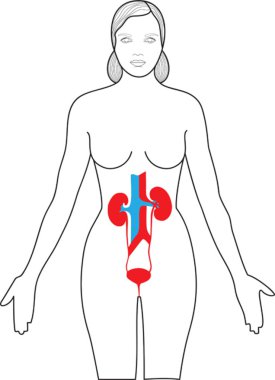 Kidneys in the body clipart