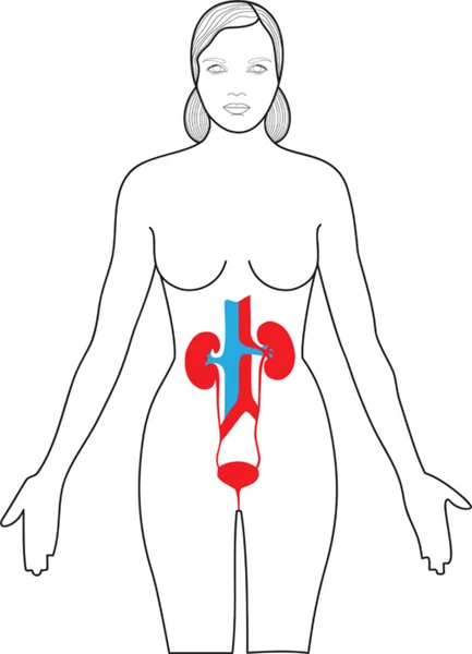 Nieren im Körper — Stockvektor