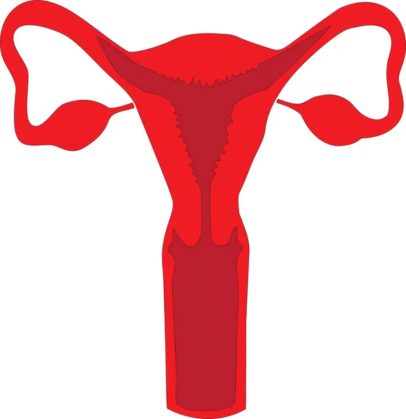 女性生殖系统的各主要机关的插图 — 图库矢量图片