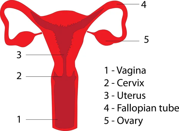 De viktigaste komponenterna i det kvinnliga reproduktiva systemet (affisch) — Stock vektor